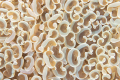 Fimbriaphyllia ancora