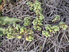 Lipochaeta integrifolia