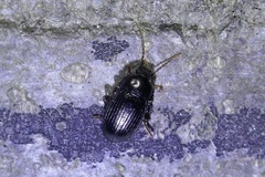 Nalassus dermestoides