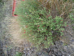 Salvia microphylla microphylla