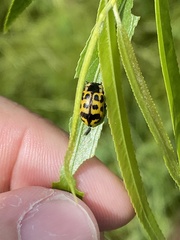 Chrysomela interrupta