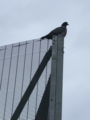 Columba palumbus