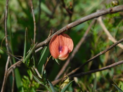 Lathyrus marmoratus