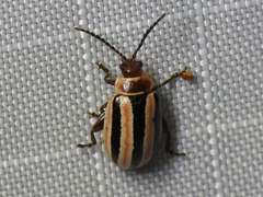 Kuschelina miniata