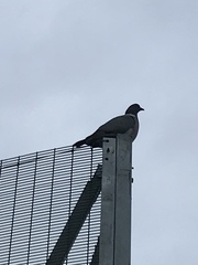 Columba palumbus