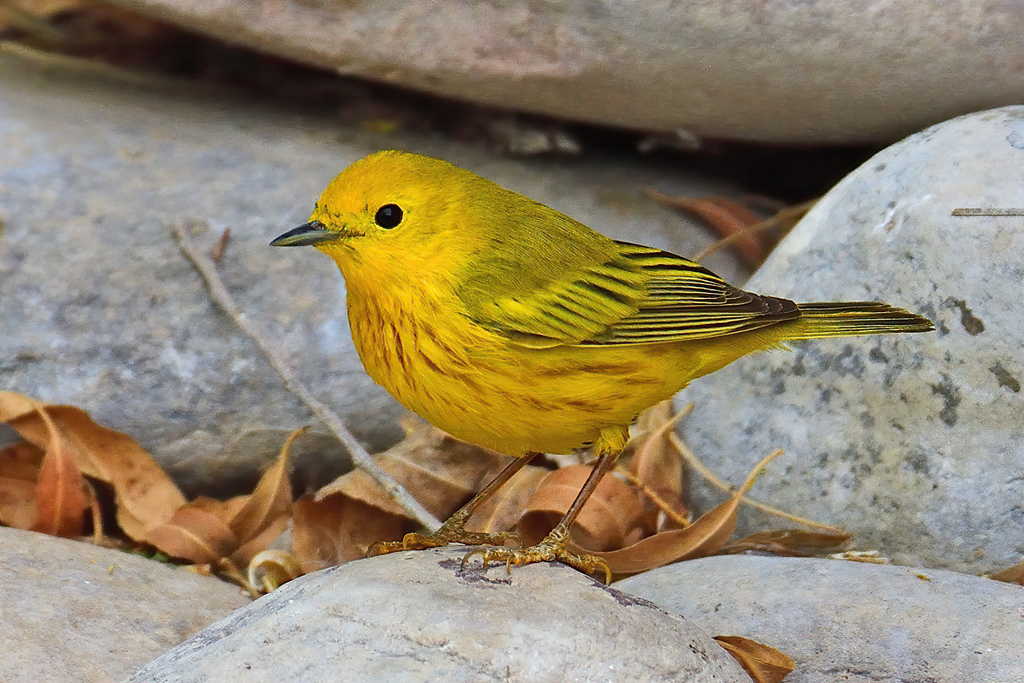 Northern Yellow Warbler (Setophaga aestiva) photo