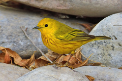 American Yellow Warbler photo 2