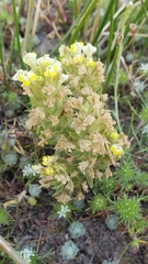 Castilleja campestris