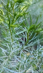 Olearia glutinosa
