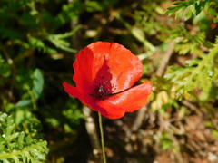 Papaver umbonatum