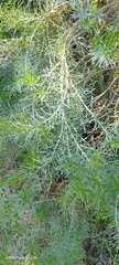Olearia glutinosa