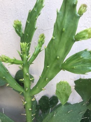 Brasiliopuntia brasiliensis