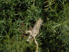 Heteracris