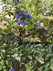 Plumbago auriculata