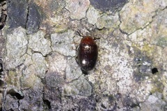 Scaphidema metallicum