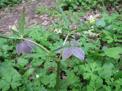 Helleborus purpurascens