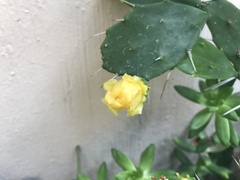 Brasiliopuntia brasiliensis