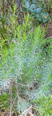 Olearia glutinosa