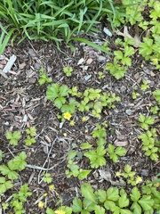 Waldsteinia
