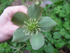 Helleborus purpurascens