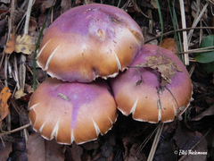 Cortinarius lebre