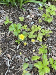 Waldsteinia