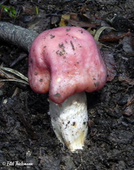Cortinarius lebre