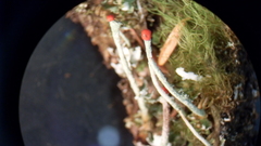 Cladonia transcendens