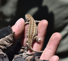 Sceloporus aeneus