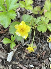 Waldsteinia