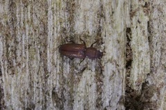 Pycnomerus terebrans