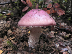 Cortinarius lebre