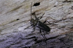 Cortodera humeralis