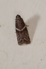 Cryptoblabes plagioleuca