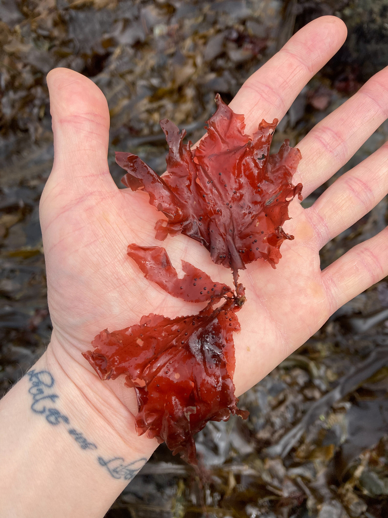 Neoharaldiophyllum