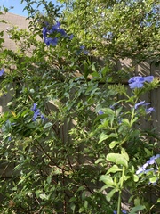 Plumbago auriculata
