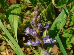 Phelipanche aegyptiaca