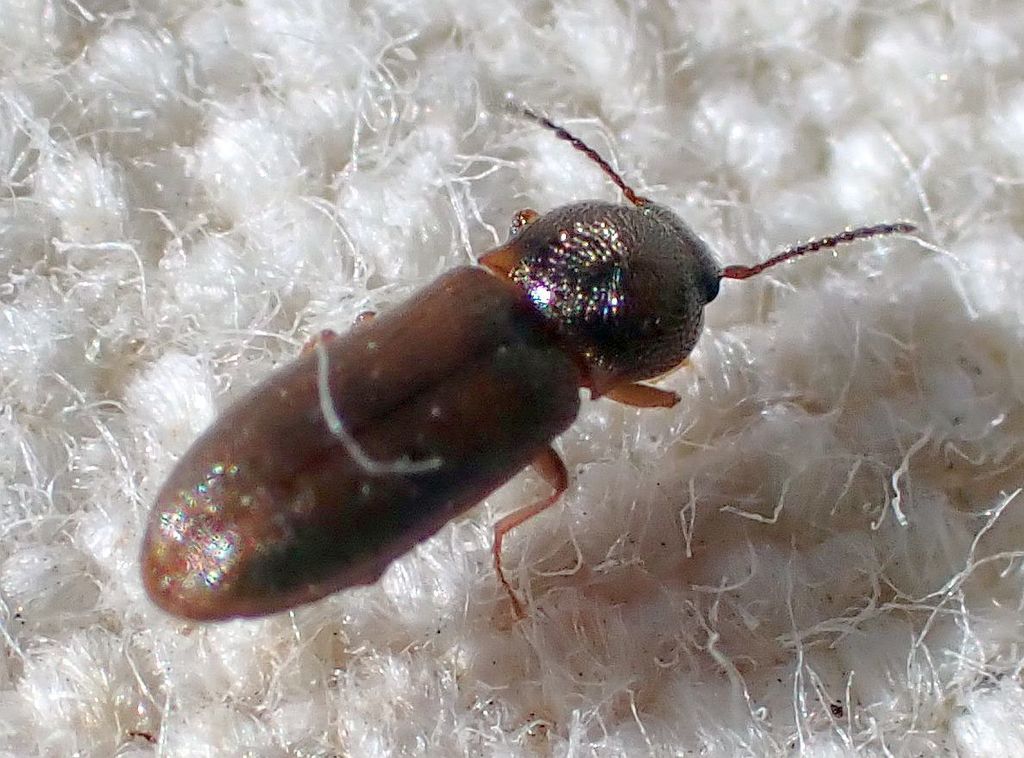 Oxygonus ater