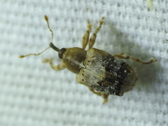 Lignyodes pallidus