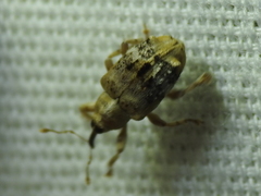 Lignyodes pallidus