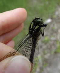 Hylogomphus adelphus