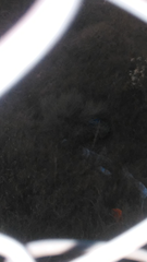 Baccharis notosergila