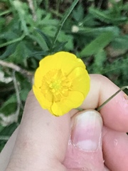 Ranunculus