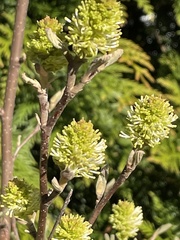 Fothergilla gardenii