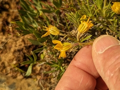 Nestotus stenophyllus