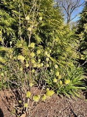 Fothergilla gardenii