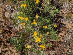 Nestotus stenophyllus