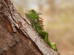 Iguana iguana