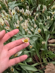 Tulipa bifloriformis