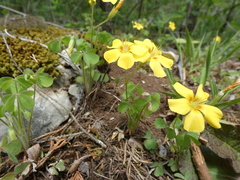 Oxalis macrantha